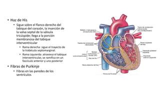 • Haz de His
• Sigue sobre el flanco derecho del
tabique del corazón, la inserción de
la valva septal de la válvula
tricúspide; llega a la porción
membranosa del tabique
interventricular
• Rama derecha: sigue el trayecto de
la trabécula septomarginal.
• Rama izquierda: atraviesa el tabique
interventricular, se ramifica en un
fascículo anterior y uno posterior
• Fibras de Purkinje
• Fibras en las paredes de los
ventrículos
 
