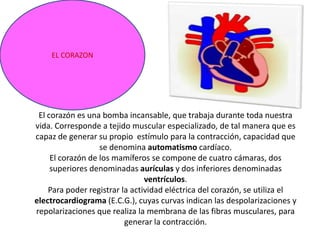EL CORAZON




 El corazón es una bomba incansable, que trabaja durante toda nuestra
vida. Corresponde a tejido muscular especializado, de tal manera que es
capaz de generar su propio estímulo para la contracción, capacidad que
                   se denomina automatismo cardíaco.
     El corazón de los mamíferos se compone de cuatro cámaras, dos
     superiores denominadas aurículas y dos inferiores denominadas
                                ventrículos.
    Para poder registrar la actividad eléctrica del corazón, se utiliza el
electrocardiograma (E.C.G.), cuyas curvas indican las despolarizaciones y
repolarizaciones que realiza la membrana de las fibras musculares, para
                          generar la contracción.
 