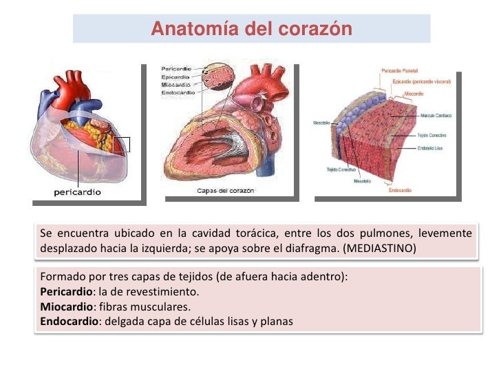 Capas Del Corazon De Adentro Hacia Afuera
