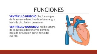FUNCIONES
VENTRÍCULO DERECHO: Recibe sangre
de la aurícula derecha y bombea sangre
hacia la circulación pulmonar.
VENTRÍCULO IZQUIERDO: recibe sangre
de la aurícula derecha y la bombea
hacia la circulación por el resto del
cuerpo.
 