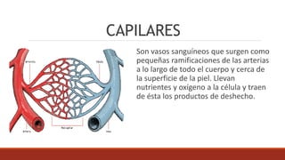 ARTERIOSCLEROSIS
Es una afección en la cual placa se
acumula dentro de las arterias. Placa
es una sustancia pegajosa compuesta
de grasa, colesterol, calcio y otras
sustancias que se encuentran en la
sangre.
Con el tiempo, esta placa se endurece
y angosta las arterias. Eso limita el
flujo de sangre rica en oxígeno.
 