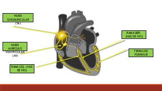 NUDO
SINOAURICULAR
(SA)
NUDO
AURICULO
VENTRICULAR
(AV)
RAMA IZQ. (HAZ
DE HIS)
RAMA DER.
(HAZ DE HIS)
FIBRAS DE
PURKINJE
 