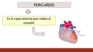 PERICARDIO
Es la capa externa que rodea el
corazón
Esta formado por 2 sacos:
Fibroso(tejido conjuntivo)
Seroso(Es mas delgado y
delicado)
 