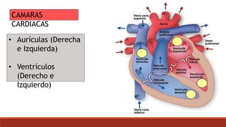CAMARAS
CARDIACAS
• Aurículas (Derecha
e Izquierda)
• Ventrículos
(Derecho e
Izquierdo)
 