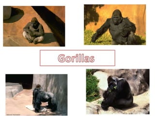       Gorillas        