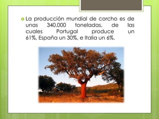  La producción mundial de corcho es de
unas 340.000 toneladas, de las
cuales Portugal produce un
61%, España un 30%, e Italia un 6%.
 