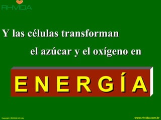 Y las células transforman
                               el azúcar y el oxígeno en


              ENERGÍA
Copyright © RHVIDA S/C Ltda.                          www.rhvida.com.br
 