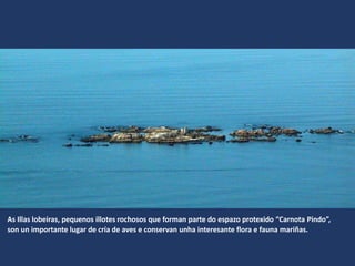 As Illas lobeiras, pequenos illotes rochosos que forman parte do espazo protexido “Carnota Pindo”,
son un importante lugar de cría de aves e conservan unha interesante flora e fauna mariñas.
 