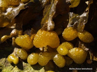 Bocho (Fucus vesiculosus)
 