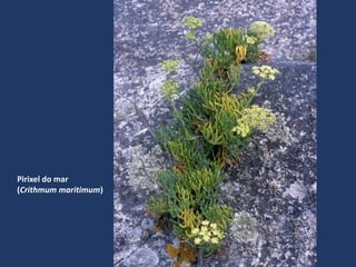 Pirixel do mar
(Crithmum maritimum)
 