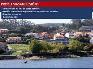 PROBLEMAS/AGRESIÓNS
-Construcións na liña de costa, recheos
-Presión humana nos espazos naturais e sobre as especies
-Especies invasoras
-Contaminación
 