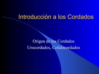 Introducción a los CordadosIntroducción a los Cordados
Origen de los Cordados
Urocordados, Cefalocordados
 
