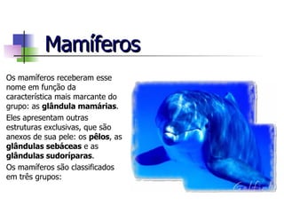 Mamíferos Os mamíferos receberam esse nome em função da característica mais marcante do grupo: as  glândula mamárias . Eles apresentam outras estruturas exclusivas, que são anexos de sua pele: os  pêlos , as  glândulas sebáceas  e as  glândulas sudoríparas . Os mamíferos são classificados em três grupos: 