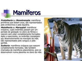 Mamíferos Prototheria  ou  Monotremata : mamíferos primitivos que botam ovos, são representados pelo ornitorrinco e pela équidna. Metatheria  ou  Marsupial : mamíferos vivíparos, cujos embriões passam por um período de gestação no útero da fêmea e nascem sem estar completamente formados. Após o nascimento, os embriões completam seu desenvolvimento no marsúpio da mãe. São representados pelo canguru e pelo gambá. Eutheria : mamíferos vivíparos que nascem completamente formados. São também chamados de mamíferos placentários, pois se desenvolvem numa placenta no útero da mãe. 