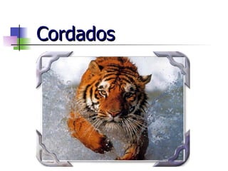 Cordados 