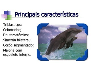 Principais características Triblásticos; Celomados; Deuterostômios; Simetria bilateral; Corpo segmentado; Maioria com esqueleto interno. 