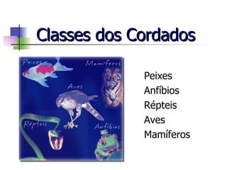 Classes dos Cordados Peixes Anfíbios Répteis Aves Mamíferos 