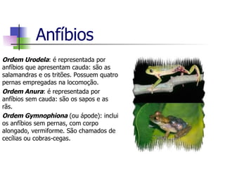 Anfíbios Ordem Urodela : é representada por anfíbios que apresentam cauda: são as salamandras e os tritões. Possuem quatro pernas empregadas na locomoção. Ordem Anura : é representada por anfíbios sem cauda: são os sapos e as rãs. Ordem Gymnophiona  (ou ápode): inclui os anfíbios sem pernas, com corpo alongado, vermiforme. São chamados de cecílias ou cobras-cegas. 