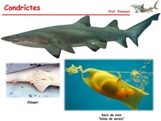 Condríctes Prof. Emanuel
Clásper
Saco de ovos
“bolsa de sereia”
 