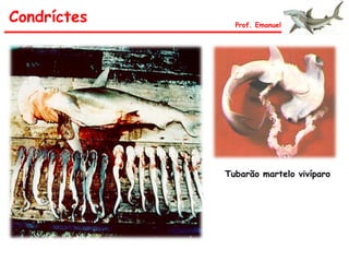 Condríctes Prof. Emanuel
Tubarão martelo vivíparo
 