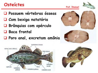 Osteíctes
 Possuem vértebras ósseas
 Com bexiga natatória
 Brânquias com opérculo
 Boca frontal
 Poro anal, excretam amônia
Prof. Emanuel
 