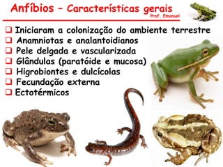 Anfíbios – Características gerais
Prof. Emanuel
 Iniciaram a colonização do ambiente terrestre
 Anamniotas e analantoidianos
 Pele delgada e vascularizada
 Glândulas (paratóide e mucosa)
 Higrobiontes e dulcícolas
 Fecundação externa
 Ectotérmicos
 