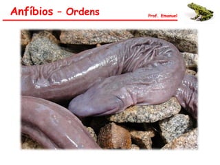 Anfíbios – Ordens Prof. Emanuel
 