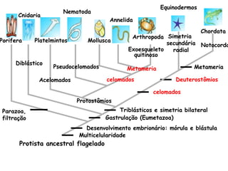 Multicelularidade
Porifera
Cnidaria
Desenvolvimento embrionário: mórula e blástula
Gastrulação (Eumetazoa)
Platelmintos
Pseudocelomados
Nematoda
celomados Deuterostômios
celomados
Mollusca
Annelida
Metameria
Triblásticos e simetria bilateral
Arthropoda
Equinodermos
Chordata
Protostômios
Acelomados
Diblástico
Parazoa,
filtração
Exoesqueleto
quitinoso
Simetria
secundária
radial
Protista ancestral flagelado
Metameria
Notocorda
 