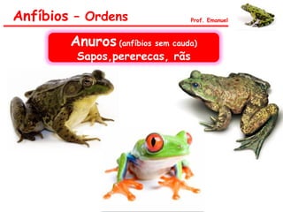 Anfíbios – Ordens Prof. Emanuel
Anuros (anfíbios sem cauda)
Sapos,pererecas, rãs
 