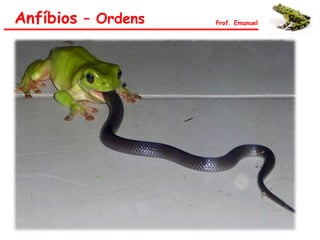 Anfíbios – Ordens Prof. Emanuel
 