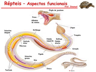Répteis – Aspectos funcionais
Prof. Emanuel
Glândula
de veneno
Presa
Órgão de jacobson
Língua
Traquéia
Coração
Pulmão
esquerdo
Esôfago
Pulmão
direito
EstômagoIntestino
delgado
Intestino
grosso
Rins
Testículo
Cloaca
Fígado
Vesícula
biliar
Pâncreas
 