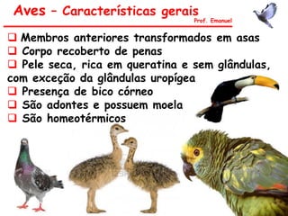 Aves – Características gerais
Prof. Emanuel
 Membros anteriores transformados em asas
 Corpo recoberto de penas
 Pele seca, rica em queratina e sem glândulas,
com exceção da glândulas uropígea
 Presença de bico córneo
 São adontes e possuem moela
 São homeotérmicos
 