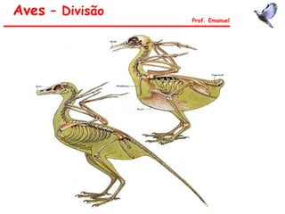 Aves – Divisão
Prof. Emanuel
 