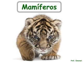 Mamíferos
Prof. Emanuel
 