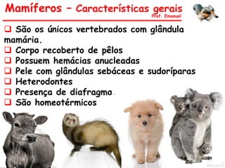  São os únicos vertebrados com glândula
mamária.
 Corpo recoberto de pêlos
 Possuem hemácias anucleadas
 Pele com glândulas sebáceas e sudoríparas
 Heterodontes
 Presença de diafragma.
 São homeotérmicos
Mamíferos – Características gerais
Prof. Emanuel
 