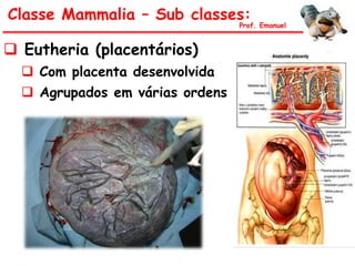  Eutheria (placentários)
 Com placenta desenvolvida
 Agrupados em várias ordens
Classe Mammalia – Sub classes:
Prof. Emanuel
 