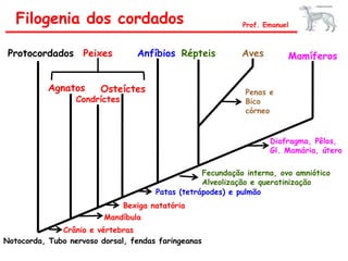 Filogenia dos cordados Prof. Emanuel
Notocorda, Tubo nervoso dorsal, fendas faringeanas
Protocordados
Crânio e vértebras
Agnatos
Condríctes
Osteíctes
Peixes
Mandíbula
Bexiga natatória
Anfíbios
Patas (tetrápodes) e pulmão
Répteis
Fecundação interna, ovo amniótico
Alveolização e queratinização
Aves
Penas e
Bico
córneo
Mamíferos
Diafragma, Pêlos,
Gl. Mamária, útero
 