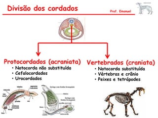 Divisão dos cordados Prof. Emanuel
Protocordados (acraniata)
• Notocorda não substituída
• Cefalocordados
• Urocordados
Vertebrados (craniata)
• Notocorda substituída
• Vértebras e crânio
• Peixes e tetrápodes
 