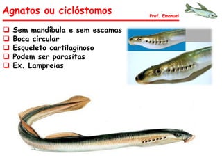 Agnatos ou ciclóstomos
 Sem mandíbula e sem escamas
 Boca circular
 Esqueleto cartilaginoso
 Podem ser parasitas
 Ex. Lampreias
Prof. Emanuel
 