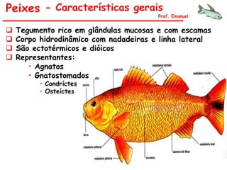 - Características geraisPeixes
Prof. Emanuel
 Tegumento rico em glândulas mucosas e com escamas
 Corpo hidrodinâmico com nadadeiras e linha lateral
 São ectotérmicos e dióicos
 Representantes:
• Agnatos
• Gnatostomados
• Condríctes
• Osteíctes
 