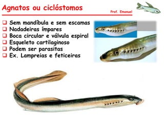 Agnatos ou ciclóstomos
 Sem mandíbula e sem escamas
 Nadadeiras ímpares
 Boca circular e válvula espiral
 Esqueleto cartilaginoso
 Podem ser parasitas
 Ex. Lampreias e feticeiras
Prof. Emanuel
 