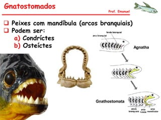Gnatostomados
Prof. Emanuel
 Peixes com mandíbula (arcos branquiais)
 Podem ser:
a) Condríctes
b) Osteíctes
 