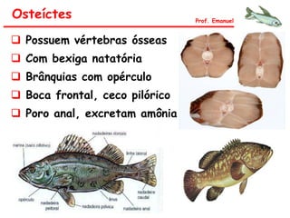 Osteíctes
 Possuem vértebras ósseas
 Com bexiga natatória
 Brânquias com opérculo
 Boca frontal, ceco pilórico
 Poro anal, excretam amônia
Prof. Emanuel
 