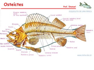 Osteíctes Prof. Emanuel
 