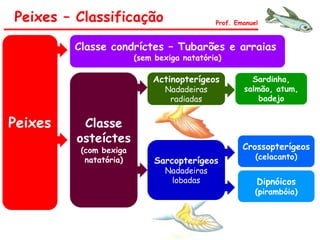 Peixes – Classificação Prof. Emanuel
Peixes
Classe condríctes – Tubarões e arraias
(sem bexiga natatória)
Classe
osteíctes
(com bexiga
natatória)
Sardinha,
salmão, atum,
badejo
Crossopterígeos
(celacanto)
Dipnóicos
(pirambóia)
Sarcopterígeos
Nadadeiras
lobadas
Actinopterígeos
Nadadeiras
radiadas
 