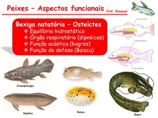 Peixes – Aspectos funcionais Prof. Emanuel
Bexiga natatória – Osteíctes
 Equilíbrio hidrostático
 Órgão respiratório (dipnóicos)
 Função acústica (bagres)
 Função de defesa (Baiacu)
Crossopterígeo
Dipnóico
Bagre
Baiacu
 