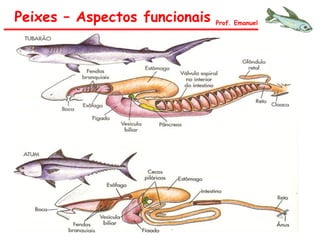 Peixes – Aspectos funcionais Prof. Emanuel
 