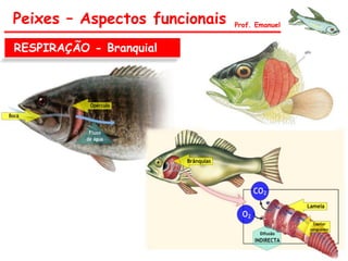 RESPIRAÇÃO - Branquial
Peixes – Aspectos funcionais Prof. Emanuel
 