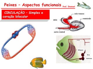 CIRCULAÇÃO – Simples e
coração bilocular
Peixes – Aspectos funcionais Prof. Emanuel
Brânquias
Átrio
Ventrículo
 