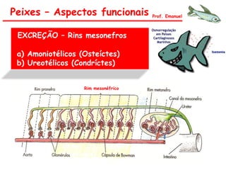 EXCREÇÃO – Rins mesonefros
a) Amoniotélicos (Osteíctes)
b) Ureotélicos (Condríctes)
Peixes – Aspectos funcionais Prof. Emanuel
Rim mesonéfrico
 